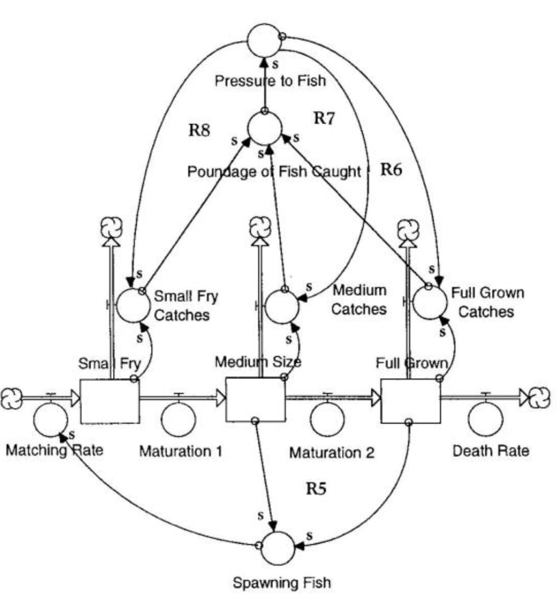 Fish Regeneration Dynamics